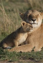 Watch Big Cat Diary online free.