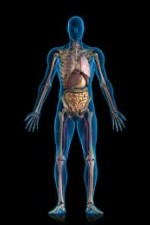 Смотреть Inside the Human Body онлайн бесплатно.